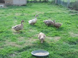 Orpington ducks